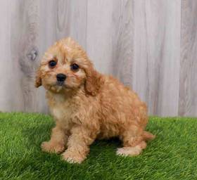 Cavapoo