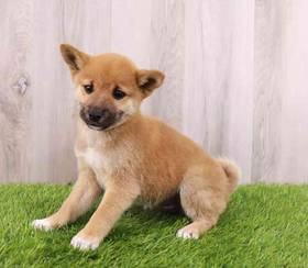 Shiba Inu