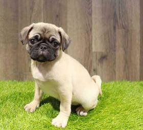 Pug