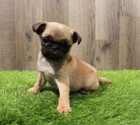 Pug