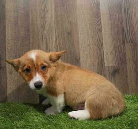 Pembroke Welsh Corgi