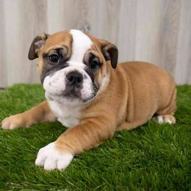 Victorian Bulldog