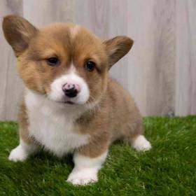 Pembroke Welsh Corgi