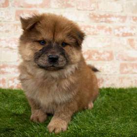 Chow Chow