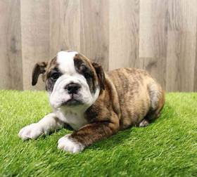 English Bulldog