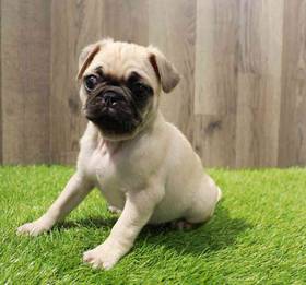 Pug