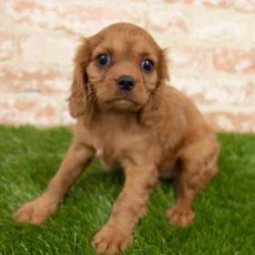 Cavalier King Charles Spaniel