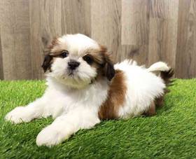 Shih Tzu