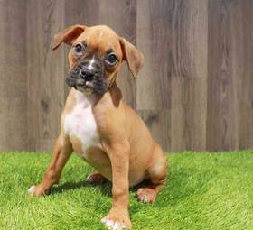 Boxer