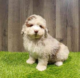 Mini Whoodle