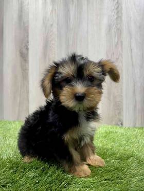 Yorkie