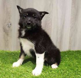 Pomsky 2nd Gen