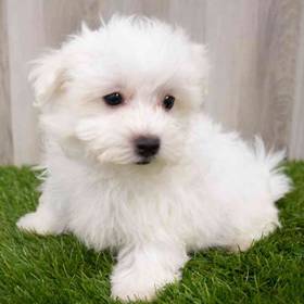 Maltese