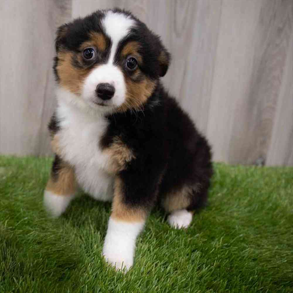 Unique Toy and Mini Australian Shepherd Puppies — Southern Edition Aussies, image size:1000x1000