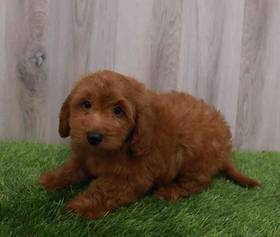 Goldendoodle Mini 2nd Gen