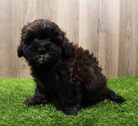 Lhasa-Poo