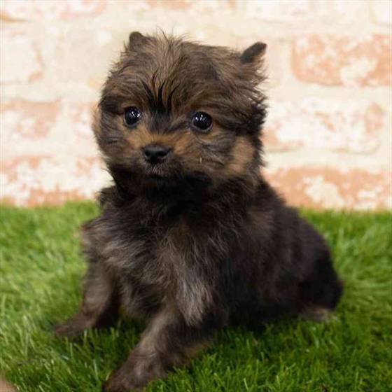 Yorkie shop pom puppies