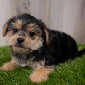 Morkie