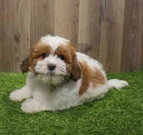 Teddy Bear