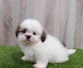Shih Tzu