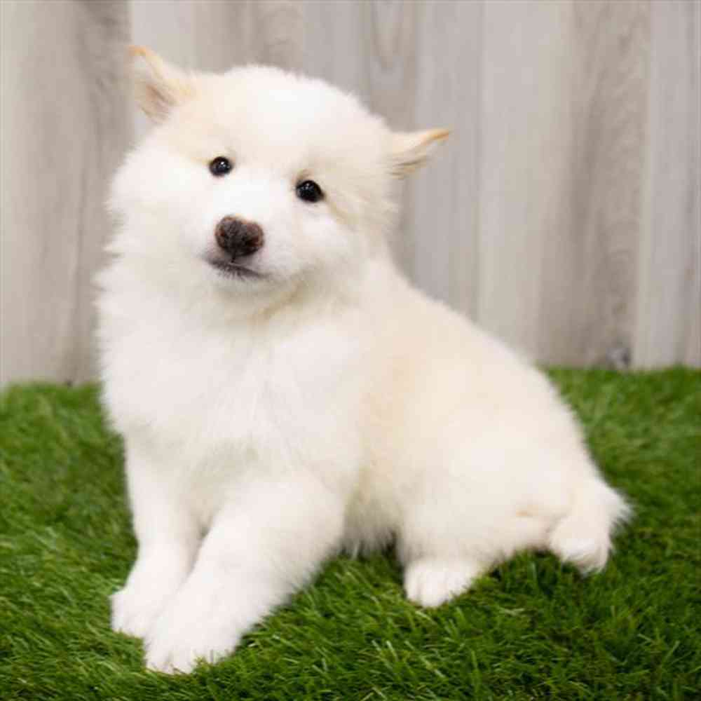 Shiba inu samoyed best sale mix