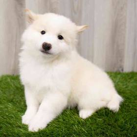 Shiba Inu