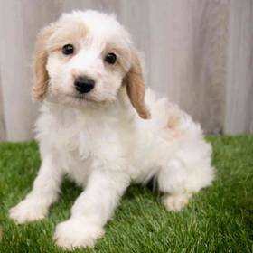 Cockapoo