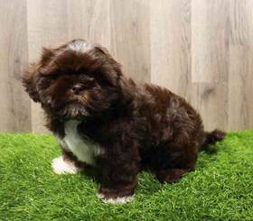 Shih Tzu