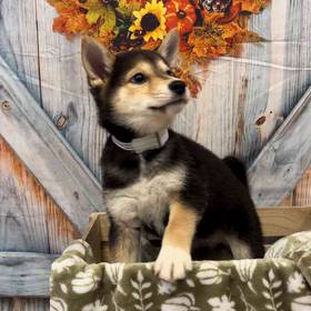 Shiba Inu