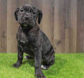 Cane Corso