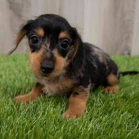 DORKIE
