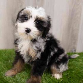 Mini Sheepadoodle