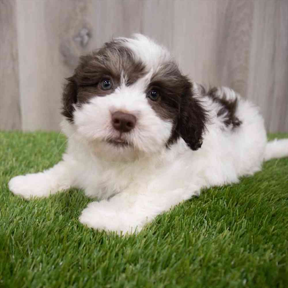 Havanese Puppy for sale Pet Zone Poughkeepsie