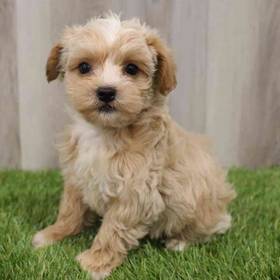 Yorkie-Poo