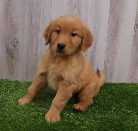 Golden Retriever Puppy for sale Pet Zone Albany