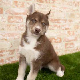 Siberian Husky
