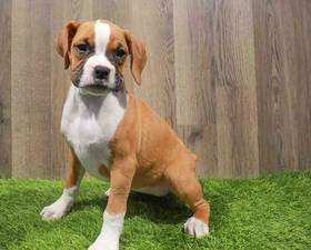 Boxer