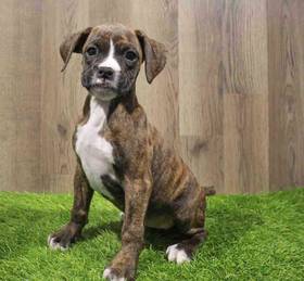 Boxer