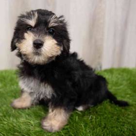Morkie