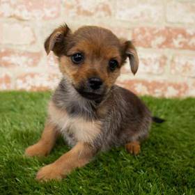 Yorkie-Pom