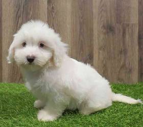 Coton De Tulear