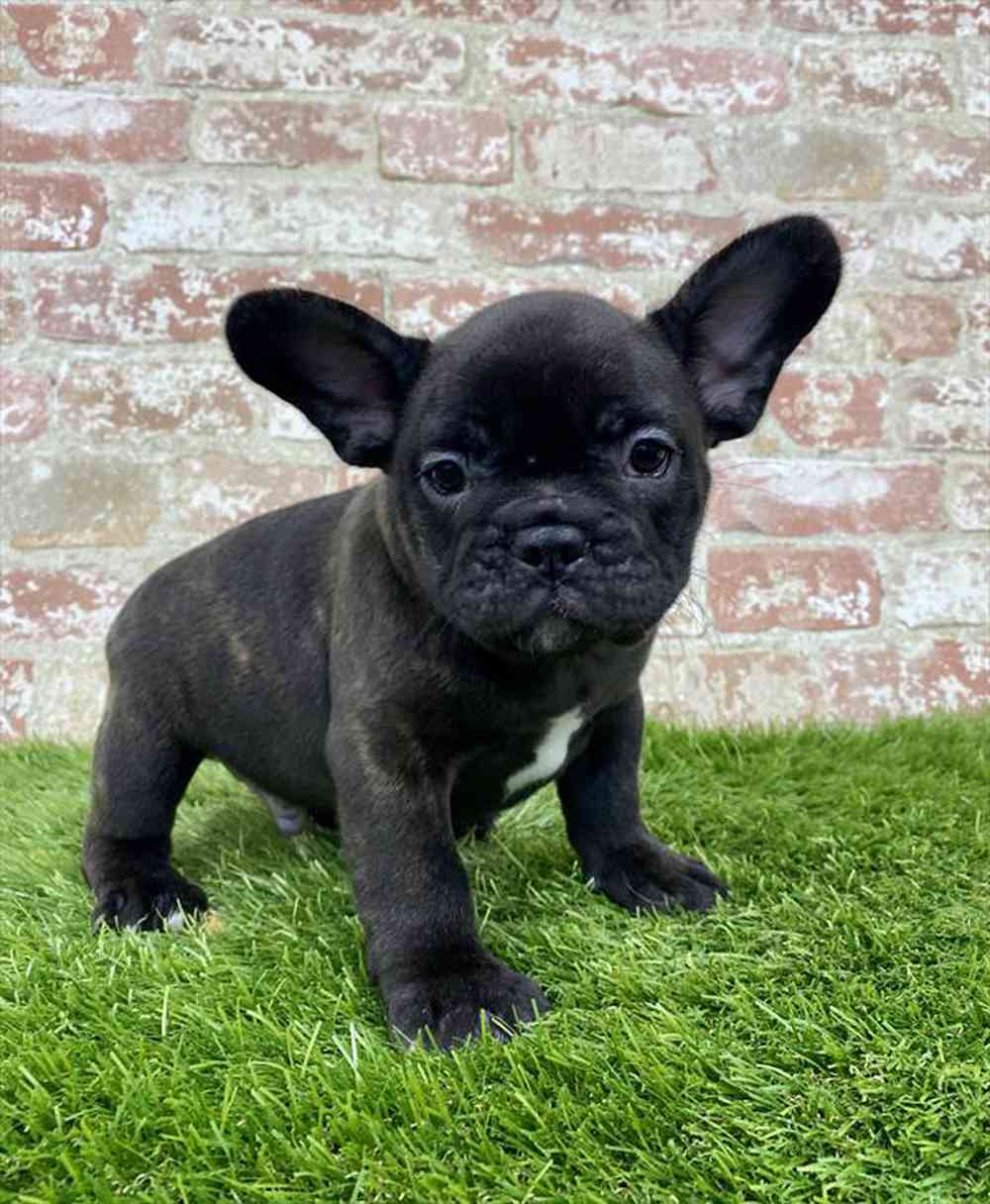 All black french bulldog puppies sales for sale