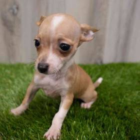 Chihuahua
