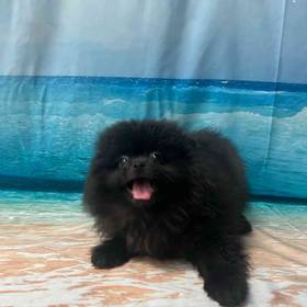 Pomeranian