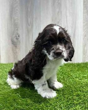 Cocker Spaniel