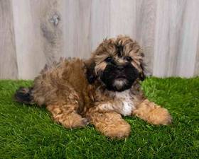Shizapoo