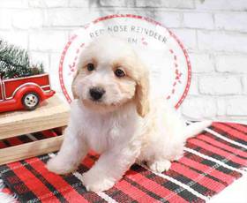 Cavachon