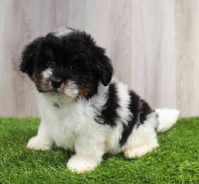 Bernedoodle Mini 2nd Gen