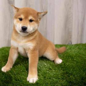 Shiba Inu