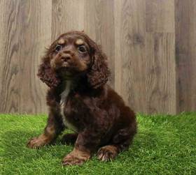 Cocker Spaniel